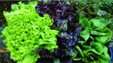 lettuce